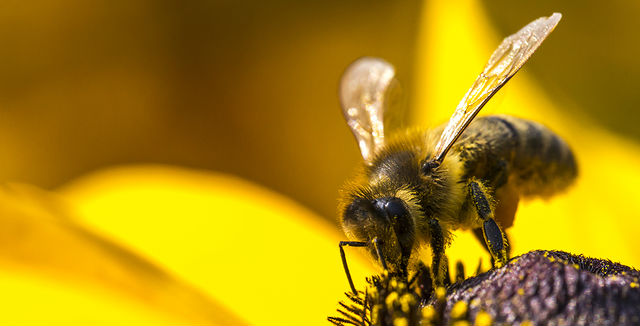 Aldi Bans Bee Killing Pesticides