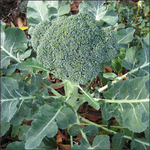 Why Grow Broccoli in Your Garden?