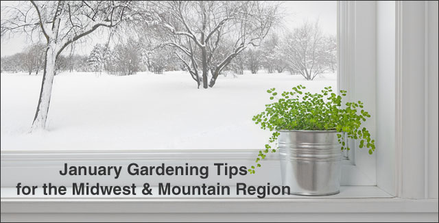 January Gardening Tips for the Midwest & Mountain Region