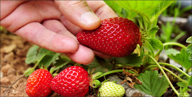 Jim Cochran’s Story: A Pioneer for Organic Strawberry Farming