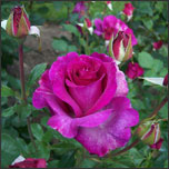 Organically Fertilize Rose Garden