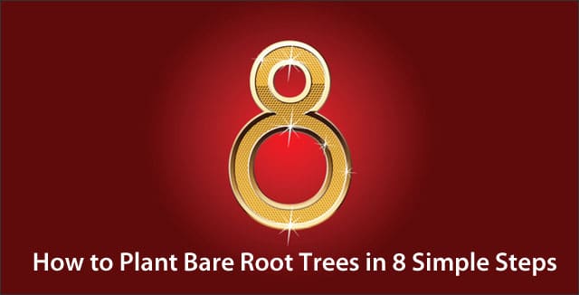 How to Plant Bare Root Trees in 8 Simple Steps