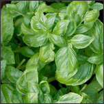 Basil herb