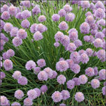 Chives herb