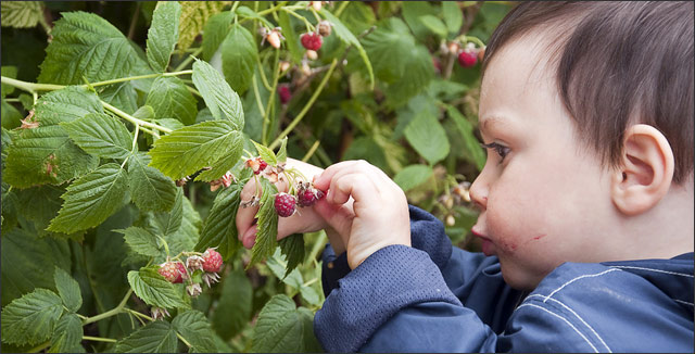 Comprehensive Guide on Growing Organic Raspberries