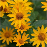 Heliopsis or false sunflower