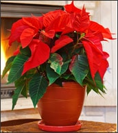 Holiday plant potted poinsettias