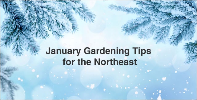 January Gardening Tips for the Northeast
