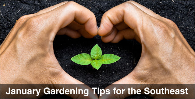 January Gardening Tips for the Southeast