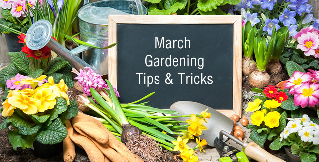 March Gardening Tips & Tricks