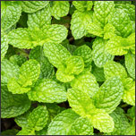 Mint herb