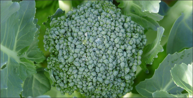 Organic broccoli