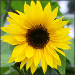 Perennial sunflower