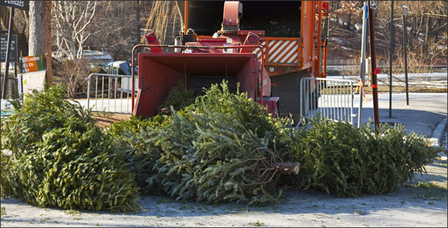 5 Eco-friendly Ways to Recycling Christmas Trees