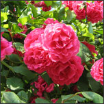 How to Water Rose Bushes 
