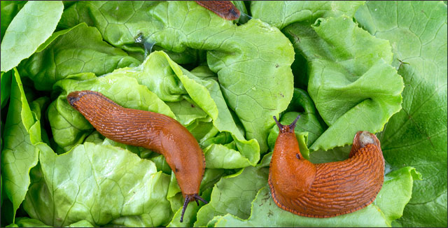 Keep How to keep slugs out of your garden