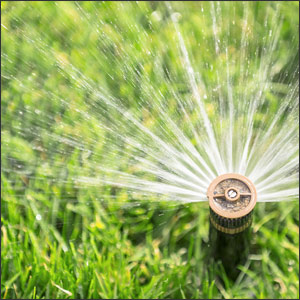 Summertime watering tips