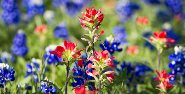 Texas wildflowers - Bluebonnets and Indian Paintbush