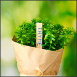 Thyme herb