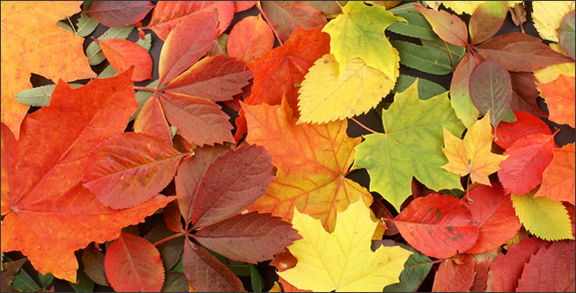 10 of the Best Trees for Beautiful Fall Color